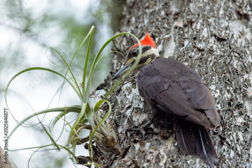 Obraz na plátne Pileated woodpecker (Dryocopus pileatus) with its beak in a bromeliad in Six Mil