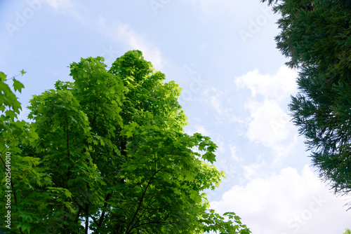 Fresh Green Trees and Blue Sky in a Peaceful Spring Nature Landscape