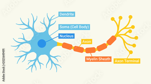 Bild auf Leinwand Detailed illustration of a neuron cell structure.