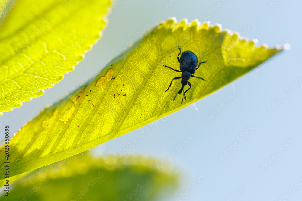 Fototapeta premium Close-up of blue weevil on green leaf with sunlight and clear sky