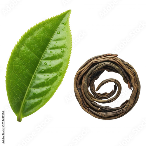Fresh green tea leaf with water droplets next to a coiled dried tea leaf on a black background