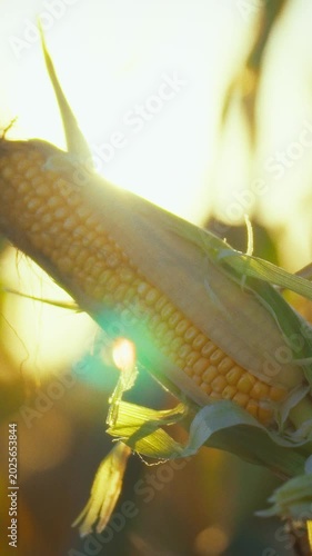In a golden-hour field, a farmer watches rows of ripe corn standing tall, the sunset bathing the harvest scene in warm light. The landscape glows, celebrating agriculture's seasonal bounty