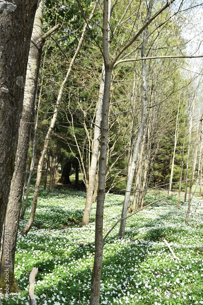 Fototapeta premium A Beautiful forest with different trees, wildflowers and other plants in springtime.