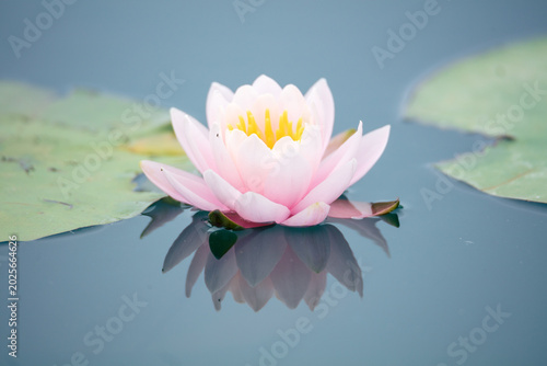 Cuadro en lienzo Early summer water lily lake scenery