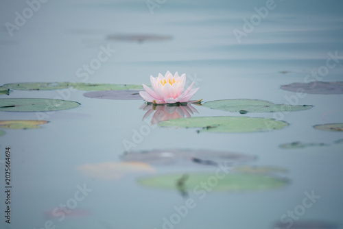 Fotografía Early summer water lily lake scenery