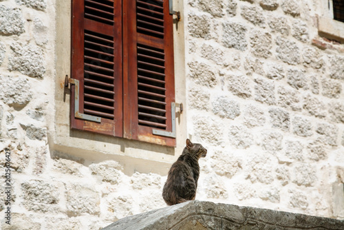 Gray tabby cat looking up at old window with wooden shutters on stone building facade.