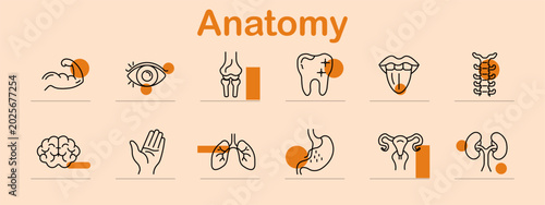 Slika na platnu Anatomy set icon