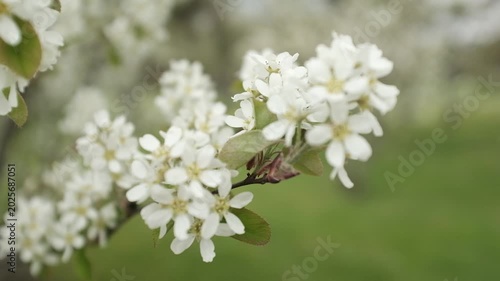 Vertical macro video of white shadbush (serviceberry) flowers in full bloom during spring. The delicate white petals and green leaves sway gently in the breeze against a beautifully blurred background