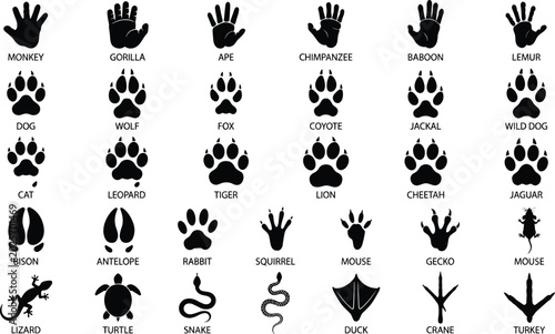Photography Animal Paw Prints Icon Set with Silhouette Footprints for Wild and Domestic Mamm