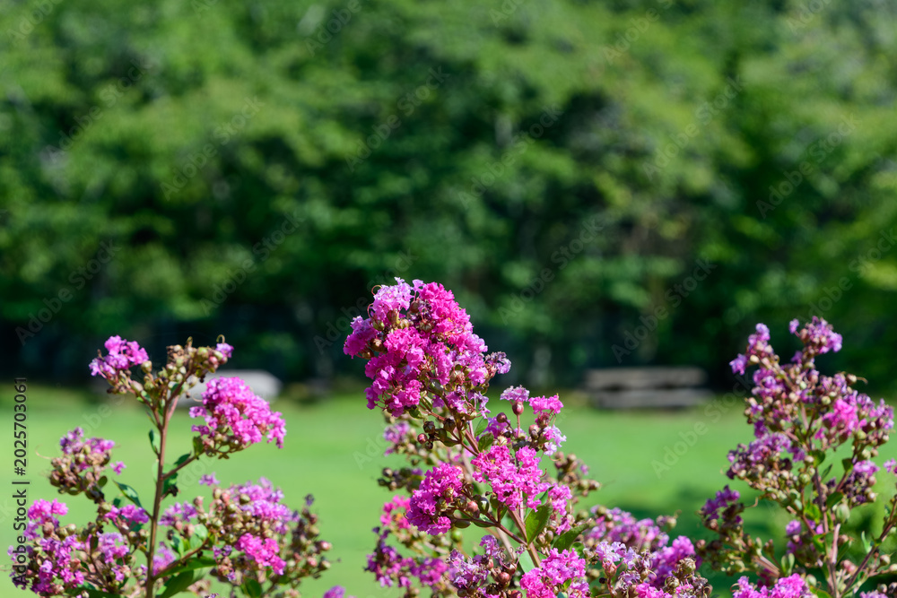 Obraz premium Beautiful pink crape myrtle flowers blooming in full bloom with soft blurred green forest background and copy space