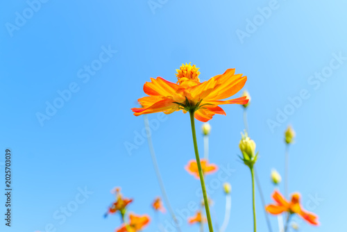 A single orange cosmos flower blooming beautifully against a clear blue sky background with copy space