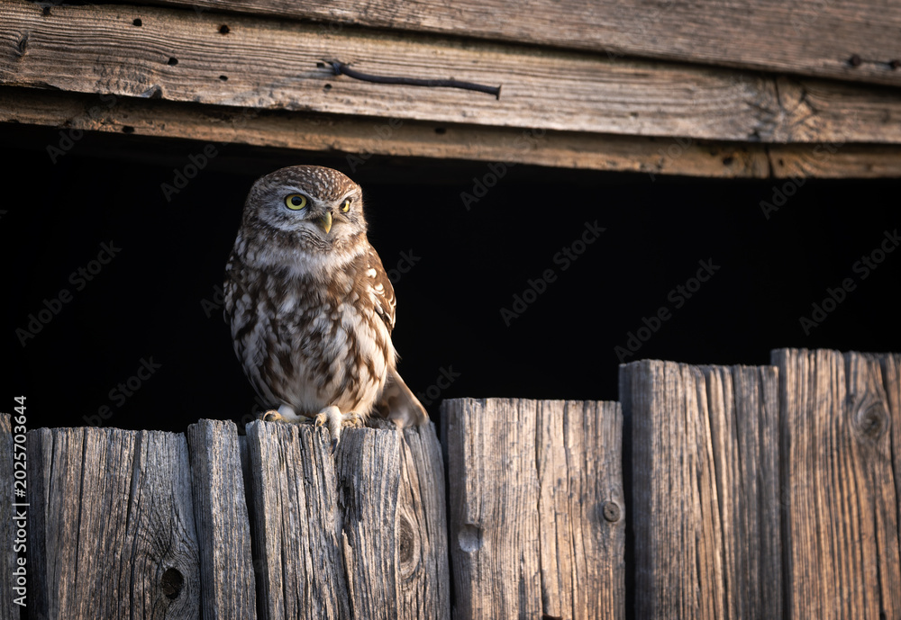 Fototapeta premium Little owl ( Athene noctua ) close up
