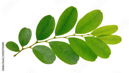 Photos Green leaves on a thin branch, isolated on transparent background