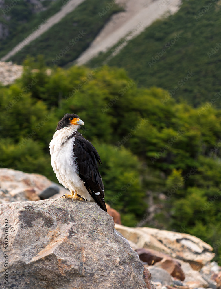 Obraz premium Mountain Caracara bird of prey perched on a rock in a lush mountain landscape in Patagonia, South America