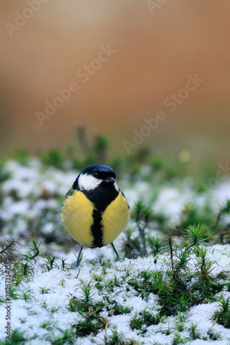 Charming great tit in a soft winter setting.
