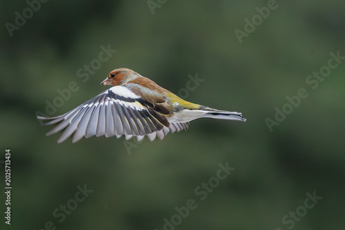 Obraz na plátne Common finch captured gracefully in mid-flight.