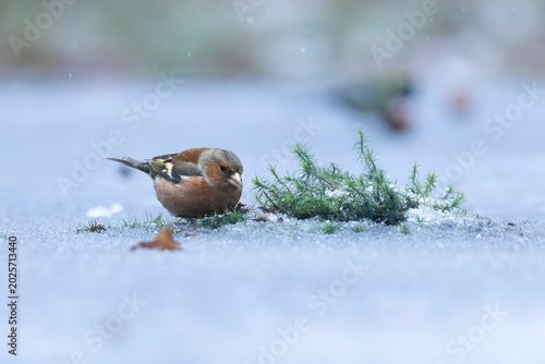 Small finch standing gracefully on frozen ice.