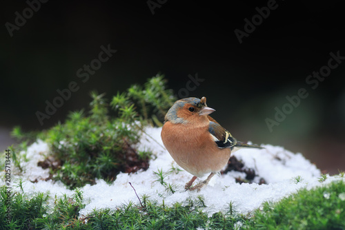 Beautiful finch in a soft winter atmosphere.