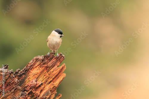Cute willow tit perched on an old tree stump.