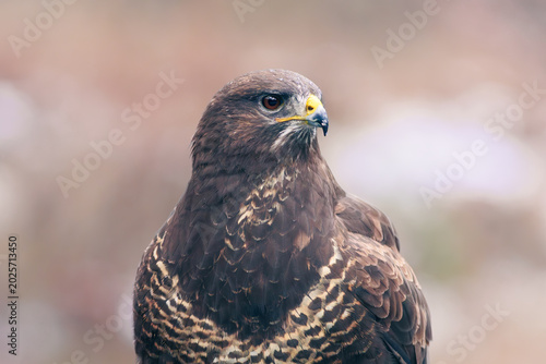 Detailed portrait of a majestic wild buzzard.