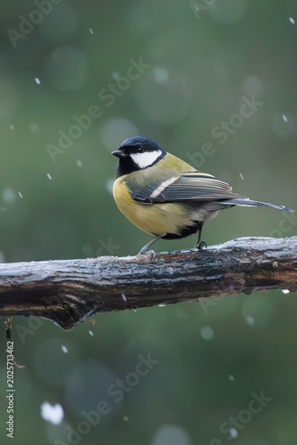 Great tit perched on a branch during snowfall.