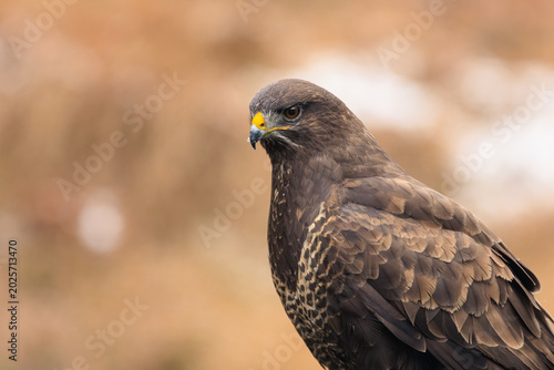 Detailed portrait of a majestic wild buzzard.