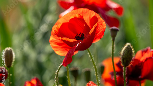 red poppy flower