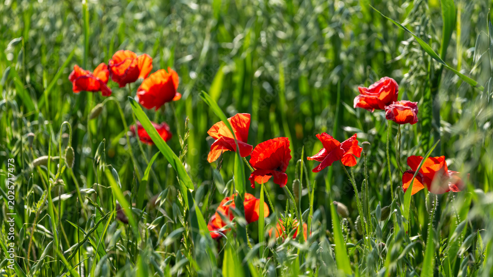 Obraz premium red tulips in spring