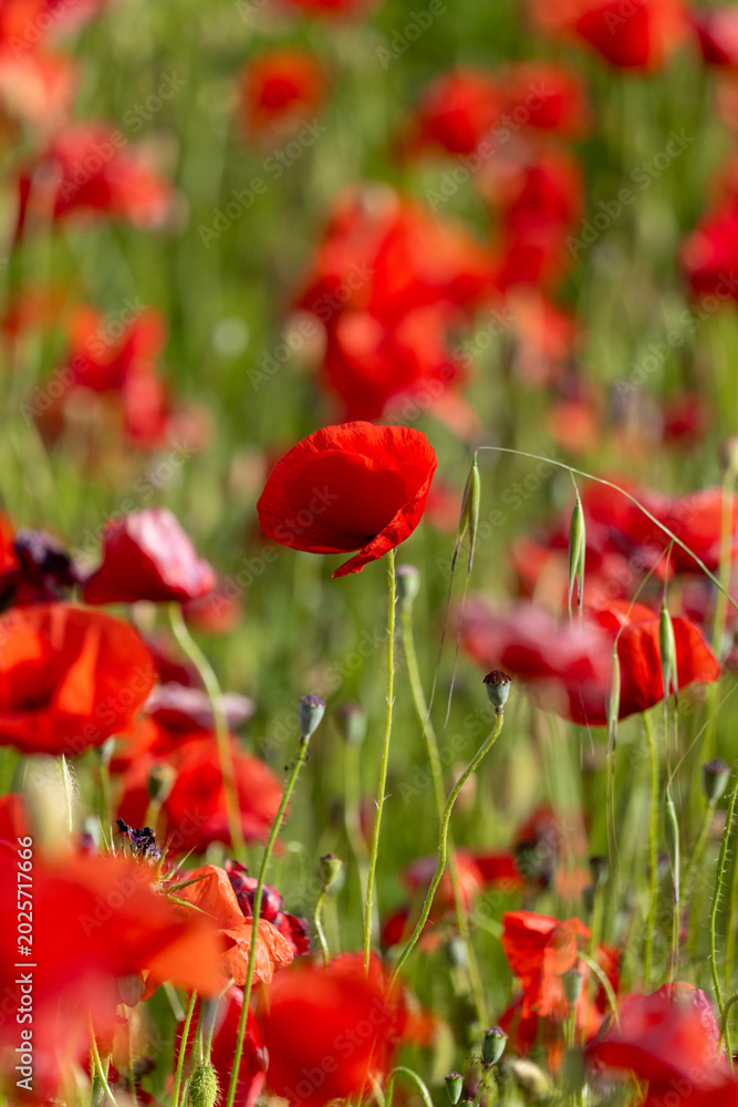 Obraz premium red poppy flowers