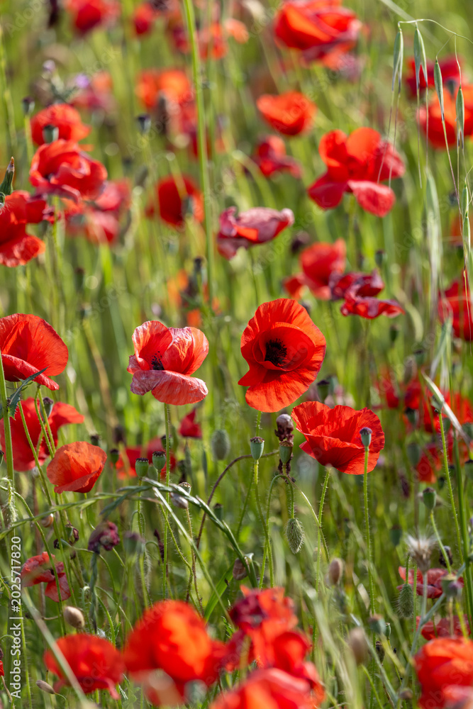 Obraz premium field of red poppies