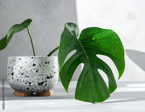 Minimal indoor plant composition with monstera leaf and natural light