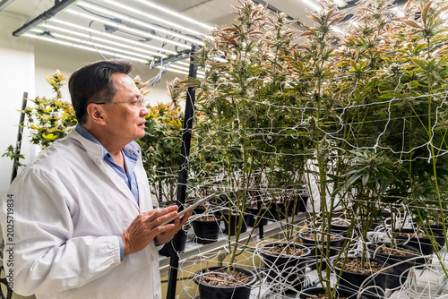 Photos A researcher in a lab coat inspects potted cannabis plants under LED grow lights in an indoor cultivation room, using a tablet and trellis netting to monitor growth and health