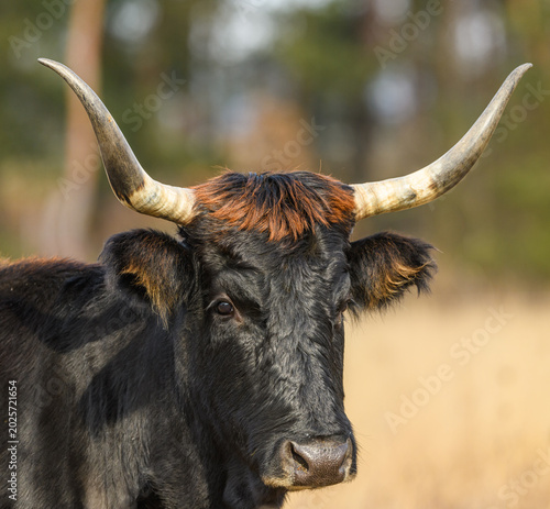Foto wild tauros, aurochs-like cattle portrait