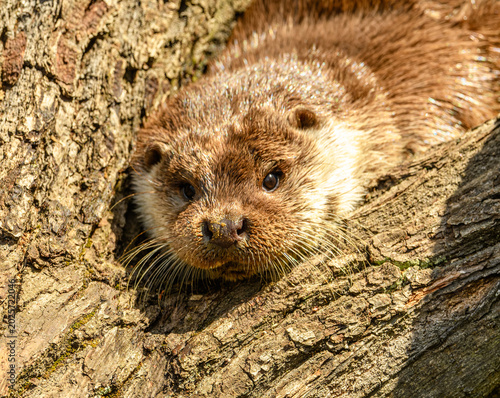 Eurasian otter (Lutra lutra) on a log