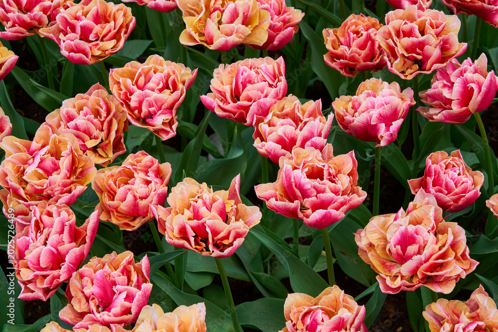 Fototapeta premium A meadow of pink tulips as a natural background.