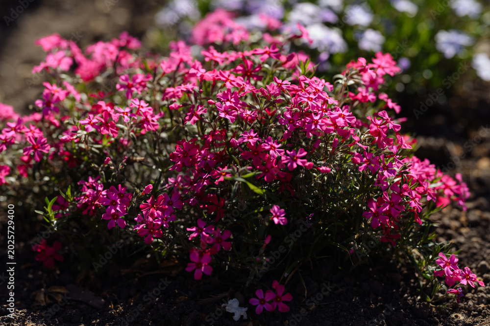 Obraz premium Beautiful garden composition featuring creeping phlox (Phlox subulata) bushes with light purple and bright pink flowers.