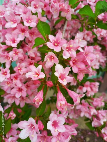 pink cherry blossom