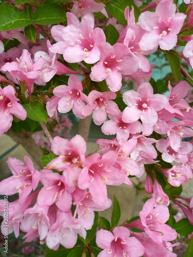 pink hydrangea flowers