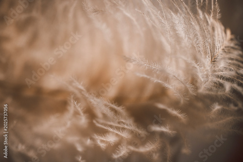 Foto Close-up view of soft, feathery plant fibers illuminated by natural light, showc