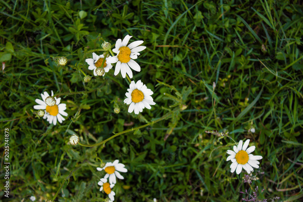 Fototapeta premium Top-down view of white and yellow daisy-like flowers with buds scattered across lush green lawn, macro detail, natural light, summer meadow, fresh greenery, serene nature scene