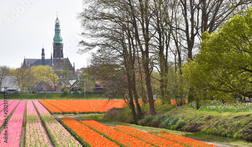 A field in bloom in spring, Lisse, Netherlands