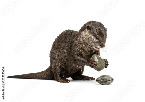 A close up studio shot of a cute domestic rat isolated on a white background, showing the small rodent pet looking forward with its fur and tail visible