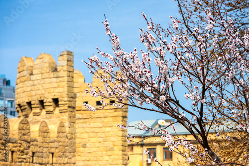 Flowering Tree and Medieval Walls Icheri Sheher
