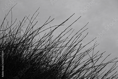 plant branches gray sky abstract background black and white