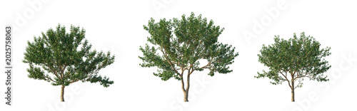 Prunus salicina with fruits (japanese plum, chinese plum, willow leaf plum) isolated PNG on a transparent background premium nature cutout