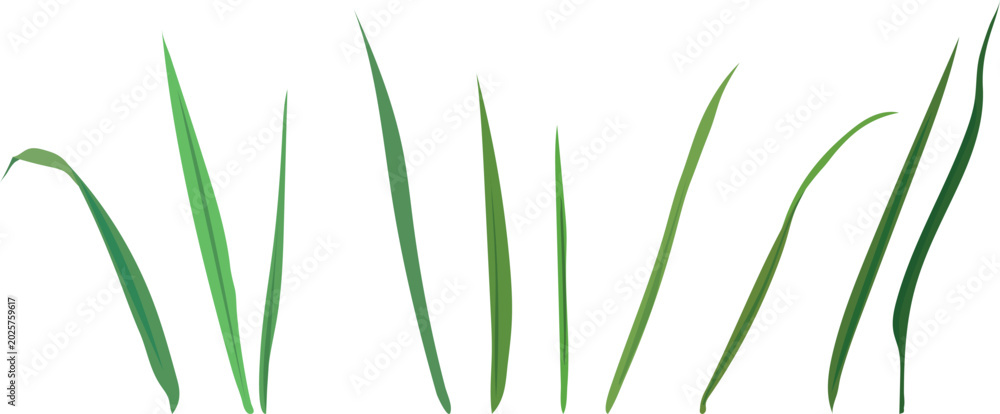Naklejka premium Green grass blades set. Isolated vector elements