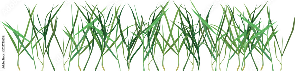 Fototapeta premium Green grass border. Seamless horizontal vector pattern isolated on white