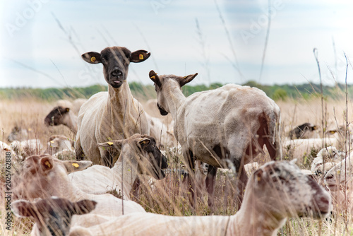 Canvas Print Funny Heidschnucke Sheep Sticking Tongue Out in Moor Landscape - Funny Heidschnucke sheep sticking its tongue out while standing among a flock in a natural moor habitat