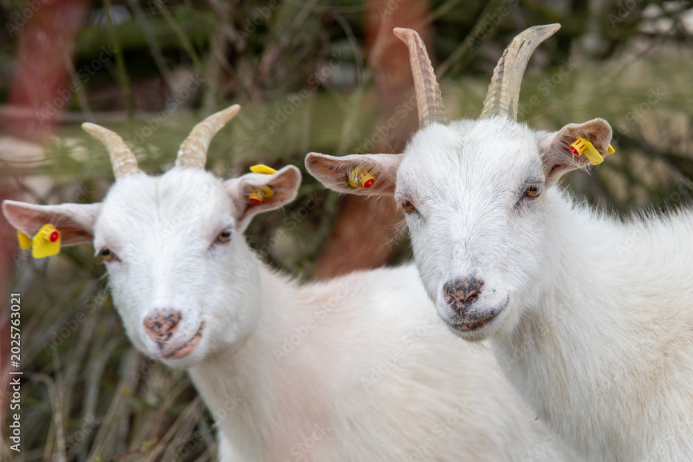 Fototapeta premium Funny Pair of White Goats Looking Into Camera Outdoors - Two funny white goats with curious expressions posing together in a peaceful natural countryside setting.