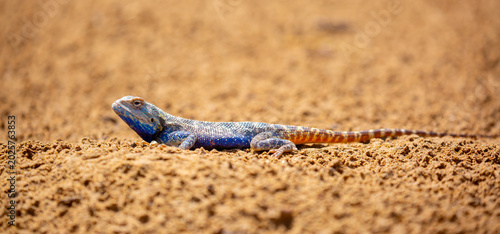 Canvas Print The blue agama sits in ambush on sand and branches and hunts for insects